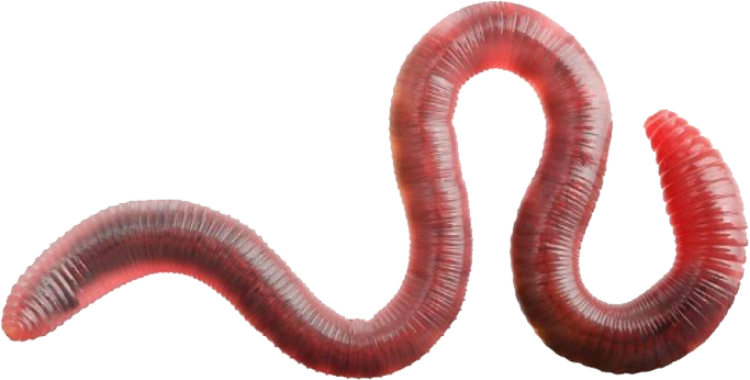 the worm.